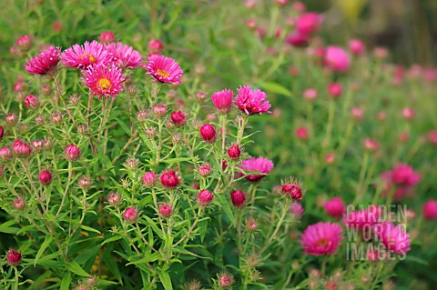 ASTER_NOVAEANGLIAE_HARRINGTONS_PINK