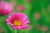 ASTER NOVAE-ANGLIAE HARRINGTONS PINK