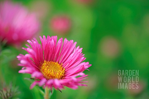 ASTER_NOVAEANGLIAE_HARRINGTONS_PINK