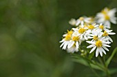 ASTER UMBELLATUS