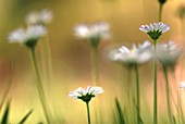 BELLIS PERENNIS