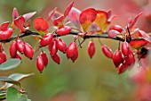 BERBERIS THUNBERGII ATROPURPUREA