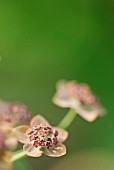 BUPLEURUM LONGIFOLIUM BRONZE BEAUTY