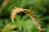 BLECHNUM OCCIDENTALE