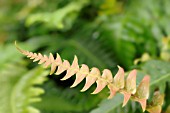 BLECHNUM OCCIDENTALE