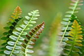 BLECHNUM PENNA-MARINA