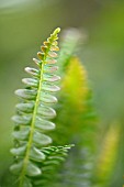 BLECHNUM PENNA-MARINA