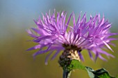 CENTAUREA KARABAGHENSIS