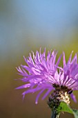 CENTAUREA KARABAGHENSIS