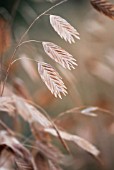 CHASMANTHIUM LATIFOLIUM