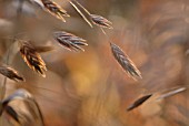 CHASMANTHIUM LATIFOLIUM