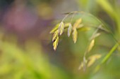 CHASMANTHIUM LATIFOLIUM