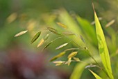 CHASMANTHIUM LATIFOLIUM