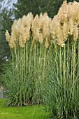 CORTADERIA SELLOANA