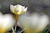 CROCUS CHRYSANTHUS CREAM BEAUTY