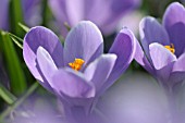 CROCUS VERNUS GRAND MAITRE