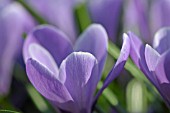 CROCUS VERNUS GRAND MAITRE