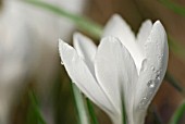 CROCUS VERNUS JEANNE DARC