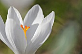 CROCUS VERNUS JEANNE DARC