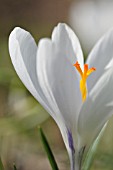 CROCUS VERNUS JEANNE DARC