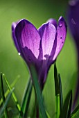 CROCUS TOMMASINIANUS RUBY GIANT