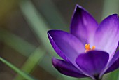 CROCUS TOMMASINIANUS RUBY GIANT