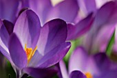 CROCUS TOMMASINIANUS RUBY GIANT