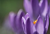 CROCUS TOMMASINIANUS WHITEWELL PURPLE