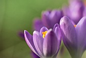 CROCUS TOMMASINIANUS WHITEWELL PURPLE