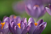 CROCUS TOMMASINIANUS WHITEWELL PURPLE