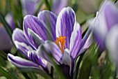 CROCUS VERNUS GENERAL VETTER