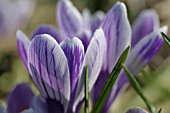 CROCUS VERNUS KING OF THE STRIPED