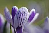 CROCUS VERNUS KING OF THE STRIPED