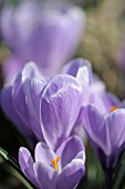 CROCUS VERNUS SKY BLUE