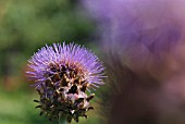 CYNARA SCOLYMUS