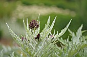 CYNARA SCOLYMUS