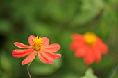 DAHLIA COCCINEA