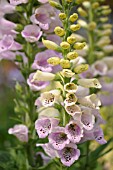 DIGITALIS PURPUREA