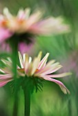 ECHINACEA KIMS KNEE HIGH