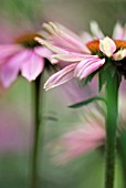 ECHINACEA KIMS KNEE HIGH