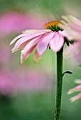 ECHINACEA KIMS KNEE HIGH