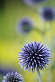 ECHINOPS VEITCHS BLUE