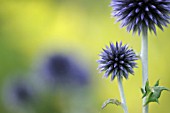 ECHINOPS RITRO VEITCHS BLUE