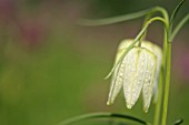 FRITILLARIA MELEAGRIS