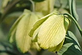 FRITILLARIA PALLIDIFLORA