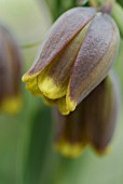 FRITILLARIA ASSYRIACA