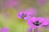 GERANIUM ANN FOLKARD