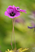 GERANIUM ANN FOLKARD