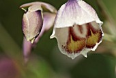 GLADIOLUS PAPILIO