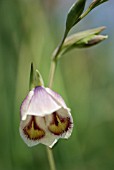 GLADIOLUS PAPILIO